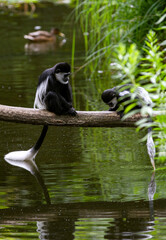 Colobus Monkeys sitting on a tree above the water.  Wild life animal. (Colobus guereza).