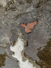 Brown leaves lying in a puddle surrounded by ice