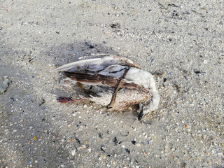 Larus