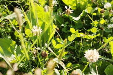 Obraz premium Glade with green clover in the forest