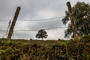 Solitary tree in a green meadow framed by stakes and barbed wire of the fence.
