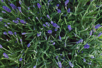 Lavender on a market