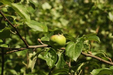 Green apples on a tree in the garden 