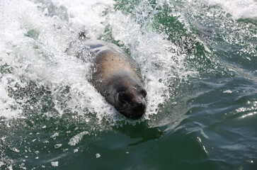 Obraz premium Seal swimming in the wake of the boat.