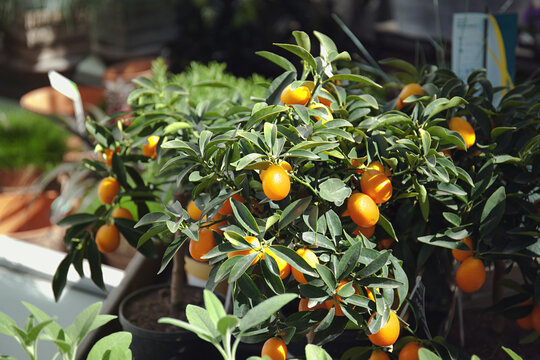 Kumquat bush with fruits in the garden