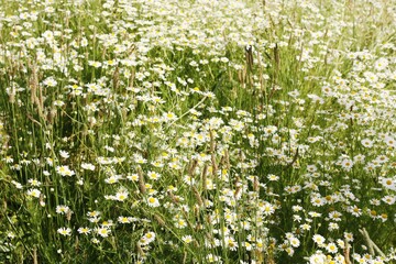 Beautiful view white daisies in the field