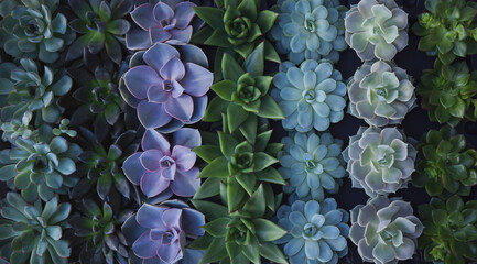 Mix of potted succulent plants, standing in a perfect order, top view