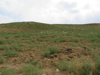 Obraz premium 甘草