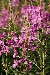 Field with beautiful purple flowers close up