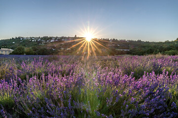 Paysage de lavande dans le Luberon