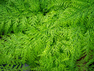 Pattern of Foot Ferns Growing