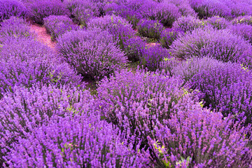 Fototapeta na wymiar Lavender flower blooming scented fields in endless rows. Lavender purple flowers at field