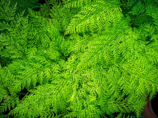 Pattern of Foot Ferns Growing