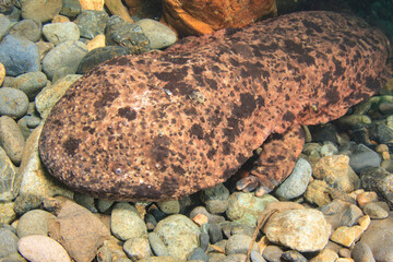 オオサンショウウオ