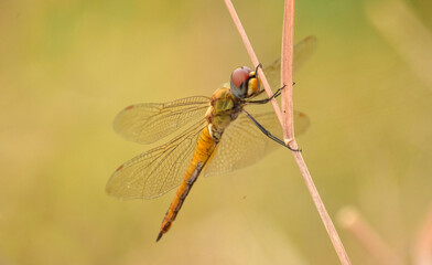 Close up detail of dragonfly.  dragonfly image is wild with blur background. Dragonfly isolated.