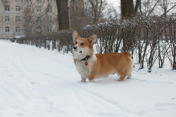 Dog in a winter park