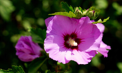 Hibiskus Blüte © Andrea Geiss