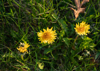 Dandelions at sundown