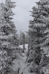 Christmas trees covered in ice crystals on a cloudy day.