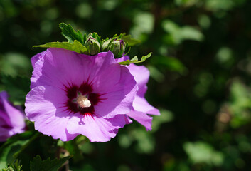 Hibiskus Blüte