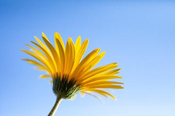 yellow daisy and blue sky