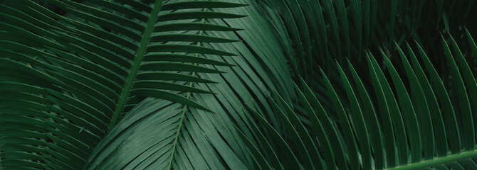 tropical green palm leaf and shadow, abstract natural background, dark tone © eakarat