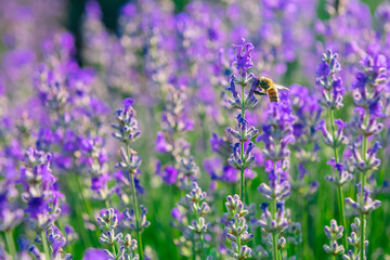 Lavender field in a summer day