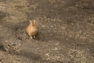 Light red rabbit in nature in the forest in Ledmane, Latvia. Holidays with family in Latvia.