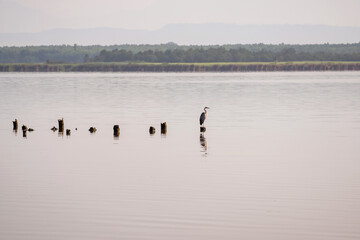 white crane resting on the pillings in the lake Paliastomi, Poti, Georgia