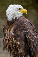 Weisskopf Seeadler