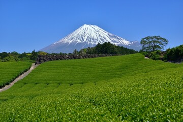 富士山と新緑の茶畑