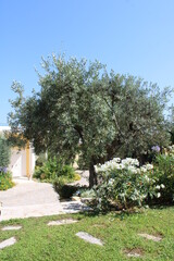 Fototapeta na wymiar olivier dans le jardin