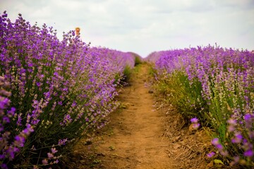 Obraz premium Lavender field in a summer day