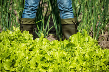 Lushly growing lettuce leaves and green onions and feet in rubber boots.Girl farmer harvesting lettuce leaves on the field. Organic vegan farm products.
