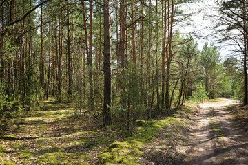 Forest background. Forest with pine trees. The road through the forest. Background of green forest in early spring.