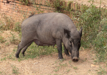 wild boar female grazing