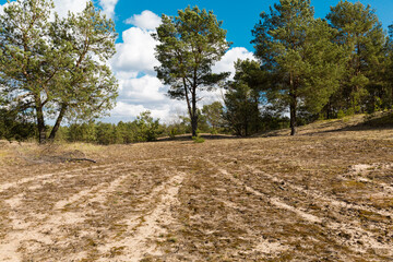 Fototapeta na wymiar Belorussian nature. Forest, early spring. Clouds on a blue sky above the forest. Pine trees, earth, blue sky, clouds, sun.