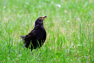 Amsel beim sammeln von Efeufrüchten