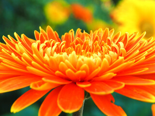 Colorful chrysanthemum blooming in the garden