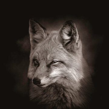 Close up of a fox
