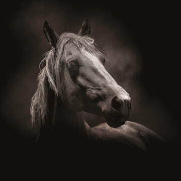 Close up of a horse