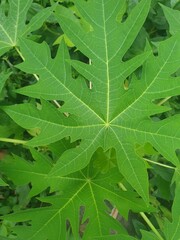 green leaf background