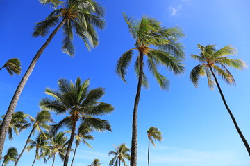 ハワイ　ヤシの木