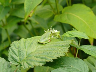 grüner Laubfrosch auf grünen Blatt