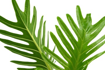 Fresh green leaves on white background
