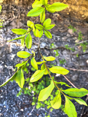 green leaves on the tree