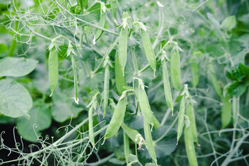 Obraz premium green pea growing in a backyard. vegetables growing in a garden. farming and agriculture concept. countryside garden. vegetarian food growing, green peas as healthy meal ingredient. eco and bio farm.