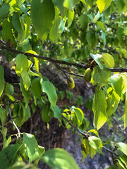 green leaves in the garden
