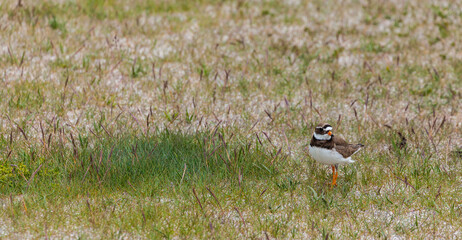 Common Ringed Plover or Ringed Plover (Charadrius hiaticula)