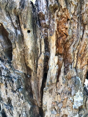 Old tree bark close up